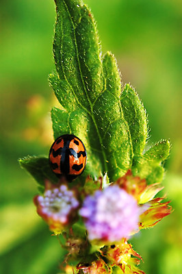 포토 JPG 해외이미지 식물 동물 꽃 야생동물 곤충 백그라운드 잎 자연 벽지 생물 사람없음 빨간색 초록색 보라색 봄 벌레 정상 딱정벌레 생물학 무당벌레 생태학 해외포토 계절 교육 컬러 생태계 파일형식 이미지허브