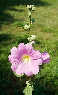 포토 JPG 해외이미지 식물 계절 꽃 분홍색 꽃무늬 밭 자연 잔디 사람없음 장식 초록색 태양 뷰티 머리 봄 성장 벚꽃 신선 개화 작음 해외포토 자연요소 컬러 무늬 농업 신체부위 크기 생태계 파일형식 이미지허브