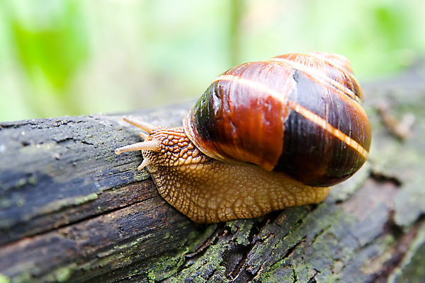 포토 JPG 해외이미지 나무 동물 백그라운드 모션 자연 연체동물 뿔 안테나 사람없음 목재 초록색 갈색 머리 정원 터치 껍질 편지 생물학 덮기 느림 내추럴 기어가기 동물상 민달팽이 끈적임 해외포토 식물 교육 컬러 재료 통신 무척추동물 신체부위 조형물 생태계 파일형식 달팽이_동물 이미지허브