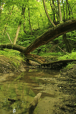 포토 JPG 해외이미지 나무 식물 잎 자연 사람없음 야외 초록색 물 갈색 침묵 나뭇가지 개울 숲 해외포토 자연요소 컬러 강 소리 생태계 파일형식 이미지허브