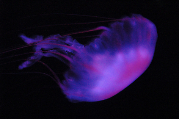 포토 JPG 해외이미지 물결 곡선 어류 사람없음 가로 컬러풀 검은색 수중 황금 촉수 물결무늬 해파리 내추럴 해외포토 선 컬러 무늬 수중동물 자포동물 파일형식 이미지허브