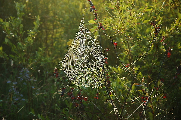 포토 JPG 해외이미지 디자인 줄 곤충 패턴 인터넷 자연 아침 휴가 사람없음 빛 세계 햇빛 웹 놀람 할로윈 잡기 원형 그물 연결 위험 실크 거미줄 질감 거미 인터넷주소 고립 동물상 복잡 해외포토 주간 도형 동물 감정 컨셉 무늬 모션 표정 태양 조형물 직물 생태계 파일형식 이미지허브
