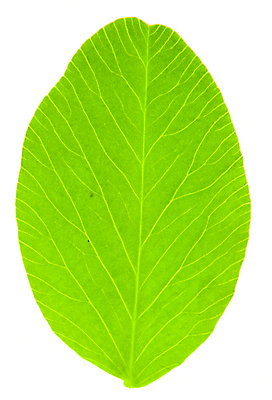 포토 JPG 해외이미지 식물 잎 자연 사람없음 초록색 칼날 클로버 묘사 해외포토 컬러 생태계 파일형식 이미지허브