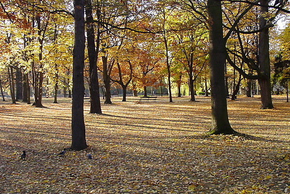 포토 JPG 해외이미지 나무 공원 잎 오렌지 사람없음 노란색 해외포토 식물 공공시설 컬러 과일 파일형식 이미지허브