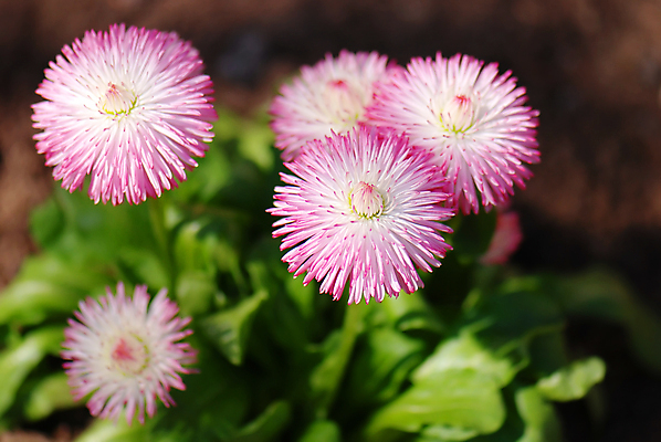 포토 JPG 해외이미지 식물 계절 꽃잎 꽃 분홍색 꽃무늬 밭 자연 사람없음 초록색 파란색 컬러풀 뷰티 농장 환경 정원 맑음 보라색 봄 벚꽃 시골 신선 닫기 제비꽃 데이지 내추럴 해외포토 컬러 무늬 농업 모션 날씨 생태계 파일형식 이미지허브