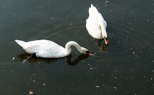 포토 JPG 해외이미지 주간 호수 두마리 사람없음 야외 백조 해외포토 자연요소 2 조류 파일형식 이미지허브