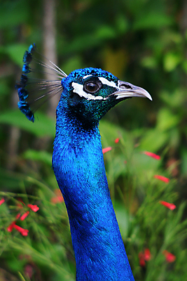 포토 JPG 해외이미지 동물 남자 야생동물 날개 자연 조류 사람없음 야외 초록색 파란색 컬러풀 머리 오픈 황금 공작 깃털 부리 해외포토 컬러 사람 신체부위 생태계 파일형식 이미지허브