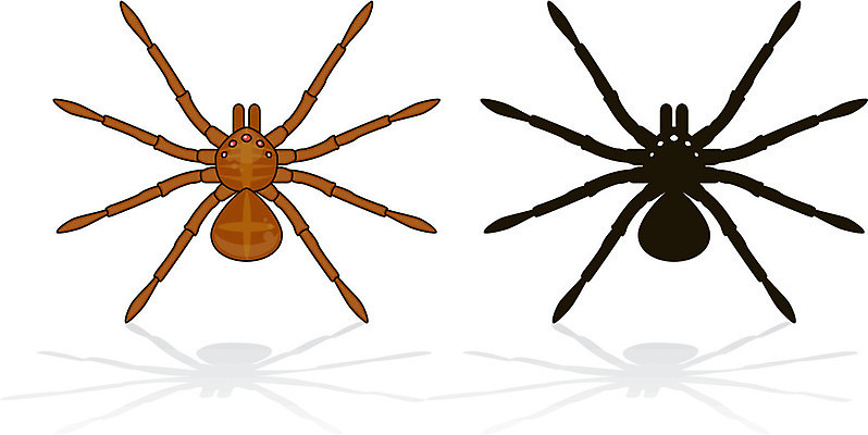 EPS 해외이미지 동물 실루엣 어린이 곤충 일러스트 자연 그림자 할로윈 벌레 작음 무서움 만화 거미 고립 해외일러스트 감정 촬영기법 사람 크기 생태계 파일형식 벡터 이미지허브