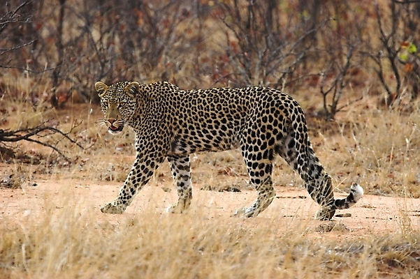 포토 JPG 해외이미지 동물 야생동물 줄기 패턴 포유류 아프리카 자연 수염 털 사람없음 고양이 힘 입 치아 위험 큼 사파리 꼬리 귀 육식동물 5 사냥꾼 육식 표범 웅장함 힘찬 해외포토 식물 직업 나라 컨셉 무늬 신체부위 반려동물 숫자 소화기관 크기 생태계 파일형식 이미지허브