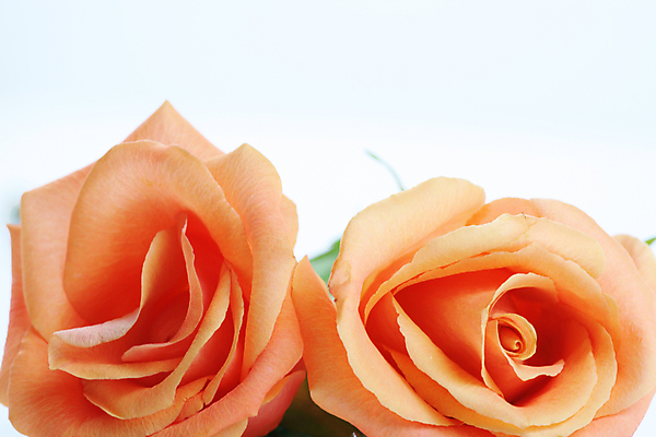 포토 JPG 해외이미지 계절 기념일 꽃잎 꽃 결혼 2 꽃무늬 휴가 발렌타인데이 사랑 사람없음 장미 낭만 벚꽃 흰색 산호 배열 복숭아 고립 해외포토 식물 감정 컬러 컨셉 무늬 과일 데이이벤트 이벤트 자포동물 파일형식 이미지허브