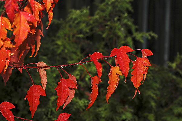 포토 JPG 해외이미지 나무 계절 백그라운드 단풍 잎 패턴 오렌지 자연 벽지 주택 사람없음 장식 빨간색 초록색 물 컬러풀 활발 할로윈 달력 물방울 변화 황금 숲 질감 순환 추수감사절 내추럴 강렬 해외포토 자연요소 식물 기독교 컬러 컨셉 무늬 과일 모션 건물 생태계 파일형식 이미지허브