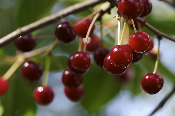 포토 JPG 해외이미지 주간 사람없음 야외 아웃포커스 체리 해외포토 자연요소 과일 촬영기법 파일형식 이미지허브