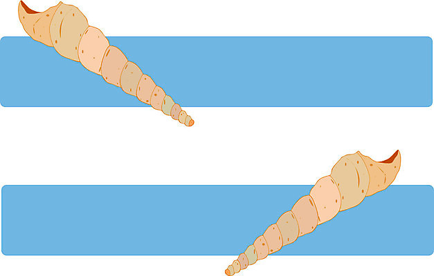 EPS 해외이미지 모양 동물 디자인 바다 백그라운드 일러스트 자연 여러개 껍질 흰색 수집 그림 질감 고립 유니콘 해외일러스트 컬러 다수 생태계 파일형식 벡터 이미지허브