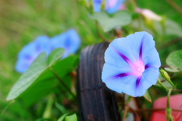 포토 JPG 해외이미지 꽃 자연 사람없음 야외 초록색 파란색 벚꽃 오픈 우아함 부드러움 포도나무 영원 취급주의 해외포토 식물 컬러 컨셉 경고 감각 과일나무 생태계 파일형식 이미지허브