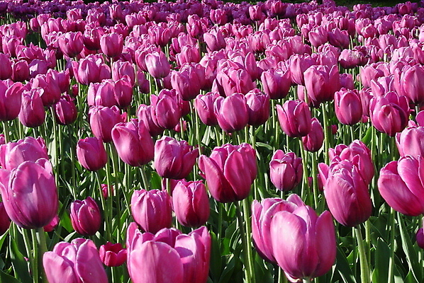 포토 JPG 해외이미지 꽃 사람없음 튤립 자주색 해외포토 식물 컬러 파일형식 이미지허브