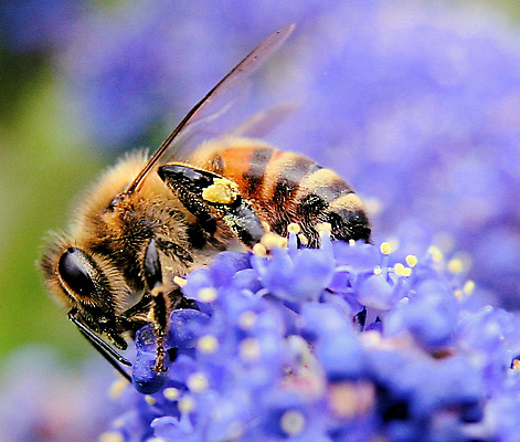 포토 JPG 해외이미지 꽃 곤충 날개 사람없음 보라색 말벌 벌 해외포토 식물 동물 컬러 벌_곤충 파일형식 이미지허브