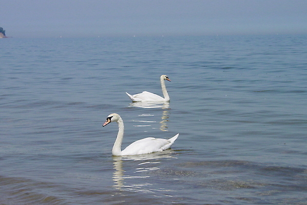 포토 JPG 해외이미지 동물 커플 호수 바다 2 조류 사람없음 물 파란색 수영 흰색 백조 해외포토 자연요소 컬러 관계 수상스포츠 파일형식 이미지허브