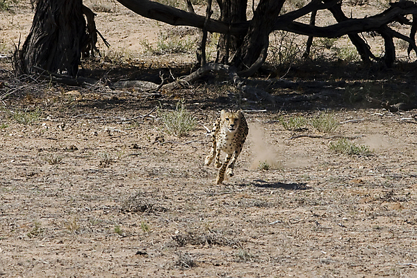 포토 JPG 해외이미지 동물 얼굴 야생동물 줄기 패턴 포유류 아프리카 자연 종류 사람없음 고양이 힘 코트 점 황무지 위험 사파리 속도 시력 육식동물 사냥꾼 멸종 치타 추적 감탄 웅장함 이국적 집게발 포식 해외포토 식물 직업 나라 컨셉 무늬 모션 신체부위 반려동물 외투 생태계 파일형식 이미지허브