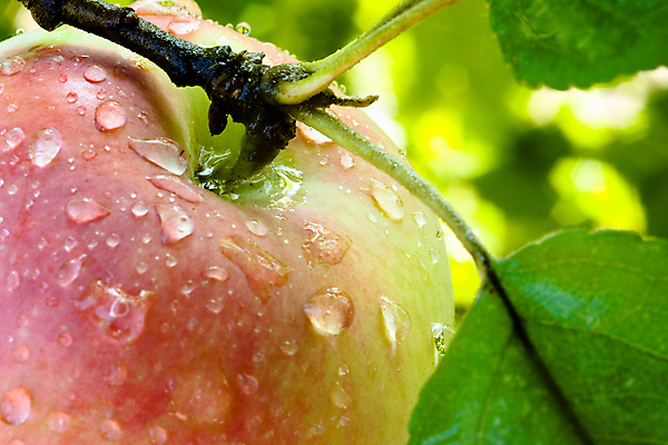 포토 JPG 해외이미지 주간 과일 근접촬영 사람없음 야외 아웃포커스 물방울 사과 사과나무 잎줄기 해외포토 자연요소 나무 뷰포인트 줄기 촬영기법 파일형식 이미지허브