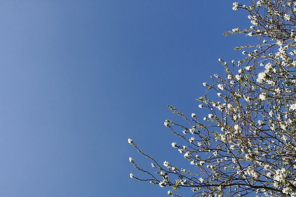 포토 JPG 해외이미지 나무 식물 계절 꽃 줄기 백그라운드 꽃무늬 자연 하늘 추상 프레임 사람없음 파란색 뷰티 우주 정원 봄 벚꽃 흰색 신선 화려 우아함 관목 순수 질감 향기 내추럴 강렬 엘리먼트 해외포토 컬러 컨셉 무늬 생태계 냄새 파일형식 이미지허브