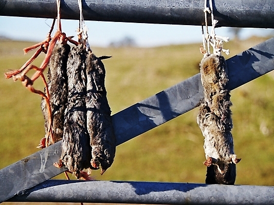 포토 JPG 해외이미지 동물 사람없음 울타리 갈색 죽음 설치류 땅 코 대문 올가미 두더지 미신 해외포토 컬러 신체부위 담장 문 파일형식 이미지허브