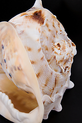 포토 JPG 해외이미지 바다 백그라운드 자연 연체동물 나선형 사람없음 껍질 흰색 원형 가장자리 소라 오브젝트 싱글 달팽이 해외포토 도형 컬러 무늬 어패류 무척추동물 둘레 생태계 파일형식 이미지허브