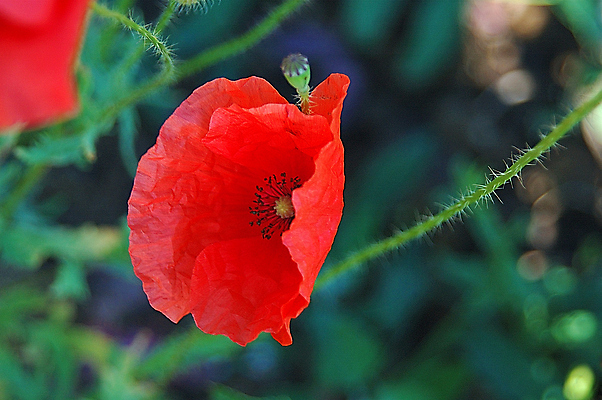 포토 JPG 해외이미지 식물 꽃 유럽 자연 씨앗 사람없음 빨간색 여름 파란색 흰색 발사 양귀비 폴란드 해외포토 계절 나라 컬러 생태계 파일형식 이미지허브