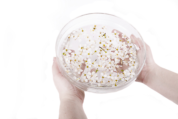 포토 JPG 해외이미지 꽃 백그라운드 유리 휴식 건강 관리 사람없음 물 뷰티 스파 봄 흰색 사과 손톱관리 손톱 해외포토 자연요소 식물 손 계절 컬러 컨셉 과일 재질 네일아트 파일형식 이미지허브