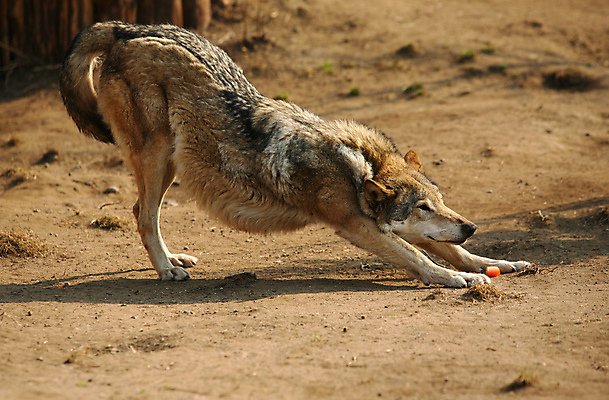 포토 JPG 해외이미지 주간 한마리 야생동물 사람없음 야외 기지개 늑대 해외포토 자연요소 동물 1 포유류 모션 파일형식 이미지허브