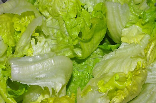 포토 JPG 해외이미지 음식 다이어트 토마토 채소 사람없음 빨간색 초록색 농작물 샐러드 신선 상추 먹기 순수 맛있는 해외포토 컬러 컨셉 농업 모션 건강 파일형식 이미지허브