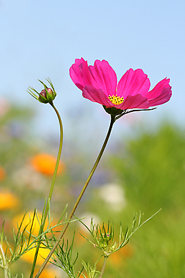 포토 JPG 해외이미지 식물 디자인 꽃잎 꽃 분홍색 백그라운드 꽃무늬 자연 미술 사람없음 초록색 뷰티 노란색 정원 봄 벚꽃 우아함 자주색 제비꽃 묘사 청록색 내추럴 해외포토 계절 컬러 컨셉 무늬 문화예술 생태계 파일형식 이미지허브