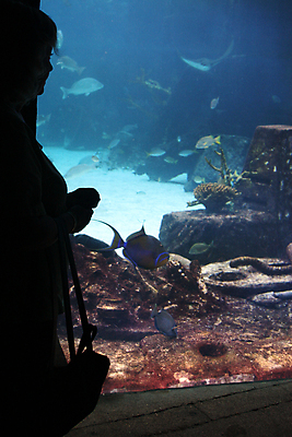 포토 JPG 해외이미지 라이프스타일 여자 행복 실루엣 바다 건강 어류 한명 사람 성인 물 관찰 손목시계 수족관 해외포토 자연요소 1 감정 시계 장신구 모션 촬영기법 생활 수중동물 파일형식 이미지허브