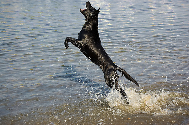 포토 JPG 해외이미지 호수 포즈 이동 모션 놀이 사람없음 물 강 점프 목욕 기쁨 젖음 에너지 발전 개 속도 오르기 나무껍질 오르막 해외포토 자연요소 나무 감정 컨셉 포유류 청결 껍질 파일형식 이미지허브