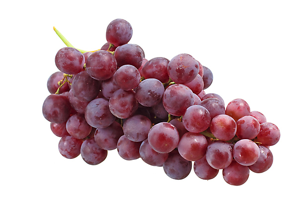 포토 JPG 해외이미지 식물 잡화 계절 열매 음료 음식 과일 자연 포도 디저트 건강 사람없음 초록색 수확 흰색 맛 유기농 포도밭 부드러움 포도나무 고립 양조장 여의주 해외포토 웰빙 컬러 컨셉 밭 농업 감각 과일나무 생태계 파일형식 이미지허브