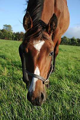 포토 JPG 해외이미지 동물 1 밭 초원 사람없음 초록색 여름 빛 태양 농장 갈색 평화 봄 시골 먹이 방목 먹기 싱글 기르기 수유 찰과상 해외포토 자연요소 계절 컬러 컨셉 농업 모션 축산업 상처 돌봄 파일형식 이미지허브