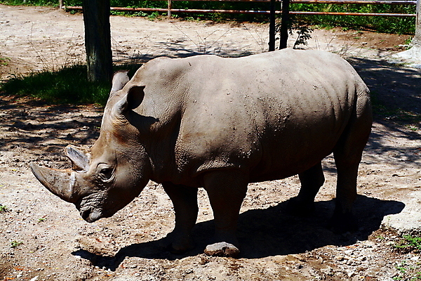 포토 JPG 해외이미지 동물 공원 야생동물 신체 포유류 아프리카 자연 뿔 사람없음 힘 회색 흰색 위험 큼 사파리 진흙 멸종 코뿔소 사바나 이국적 해외포토 공공시설 나라 컬러 컨셉 크기 생태계 파일형식 이미지허브