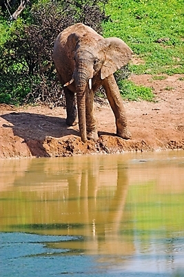 포토 JPG 해외이미지 식물 동물 야생동물 여행 신체 포유류 아프리카 자연 초식동물 코끼리 사람없음 머리 힘 황무지 위험 큼 사파리 꼬리 귀 부드러움 5 상아 멸종 거인 남아프리카 동물상 몬스터 원정 해외포토 나라 컨셉 신체부위 조형물 숫자 감각 크기 생태계 파일형식 이미지허브