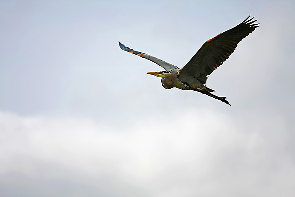 포토 JPG 해외이미지 구름 야생동물 여행 포즈 날개 자연 조류 하늘 종류 사람없음 파란색 평화 습지 큼 왜가리 깃털 내추럴 해외포토 자연요소 동물 컬러 컨셉 크기 생태계 파일형식 이미지허브