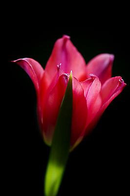 포토 JPG 해외이미지 꽃 전구 사람없음 빨간색 초록색 컬러풀 정원 봄 튤립 벚꽃 앵무새 진홍색 해외포토 식물 계절 컬러 조류 파일형식 이미지허브