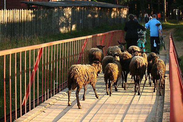 포토 JPG 해외이미지 동물 응시 계절 농업 포유류 하늘 육류 사람없음 야외 초록색 파란색 농장 갈색 평화 맑음 가축 봄 시골 신선 양 양치기 군중 주식 양모 밭일 해외포토 직업 시선 산업 컬러 컨셉 식재료 날씨 사람 금융 직물 파일형식 이미지허브