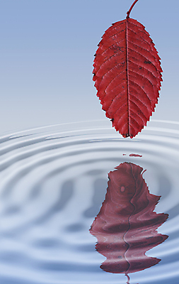 포토 JPG 해외이미지 나무 계절 물결 잎 사람없음 물 가을 해외포토 자연요소 식물 파일형식 이미지허브