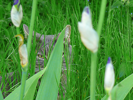 포토 JPG 해외이미지 동물 꽃 백그라운드 포유류 포옹 수염 털 사람없음 반려동물 정원 고양이 봄 흰색 모피 해외포토 식물 계절 컬러 안기 파일형식 이미지허브
