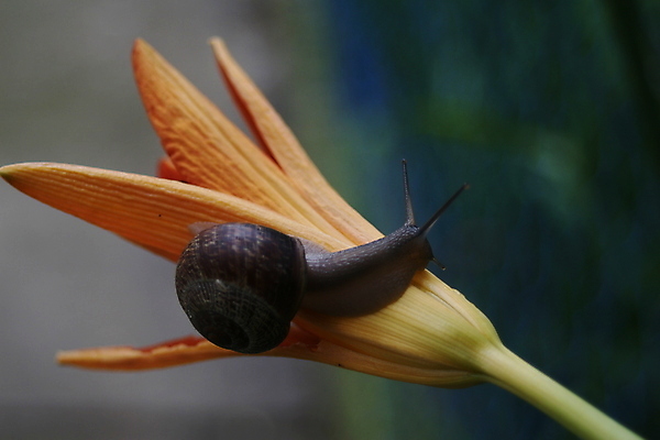 포토 JPG 해외이미지 식물 동물 꽃 오렌지 자연 사람없음 야외 검은색 동물상 해외포토 컬러 과일 조형물 생태계 파일형식 이미지허브