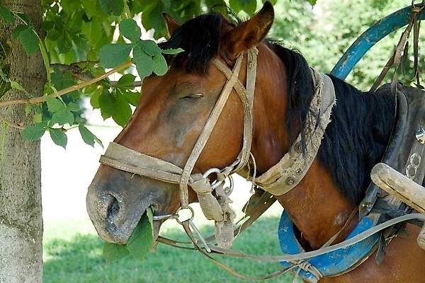 포토 JPG 해외이미지 동물 얼굴 농업 피곤 웃음 사람없음 뷰티 농장 갈색 가축 시골 승차 조랑말 굴레 기르기 챔피언 총구 해외포토 산업 컬러 컨셉 모션 표정 신체부위 말_동물 돌봄 파일형식 이미지허브