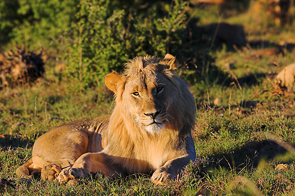 포토 JPG 해외이미지 동물 야생동물 줄기 포유류 아프리카 자연 수염 털 자 사람없음 고양이 힘 입 치아 위험 사자 큼 왕 사파리 꼬리 귀 육식동물 5 갈기 사냥꾼 육식 사자자리 표범 리갈 왕국 웅장함 힘찬 해외포토 식물 직업 나라 컨셉 문구용품 신체부위 반려동물 숫자 별자리 소화기관 크기 생태계 파일형식 이미지허브