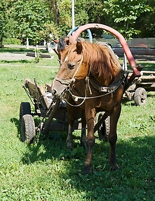 포토 JPG 해외이미지 동물 얼굴 농업 피곤 웃음 사람없음 뷰티 농장 갈색 가축 시골 승차 조랑말 굴레 기르기 챔피언 총구 해외포토 산업 컬러 컨셉 모션 표정 신체부위 말_동물 돌봄 파일형식 이미지허브