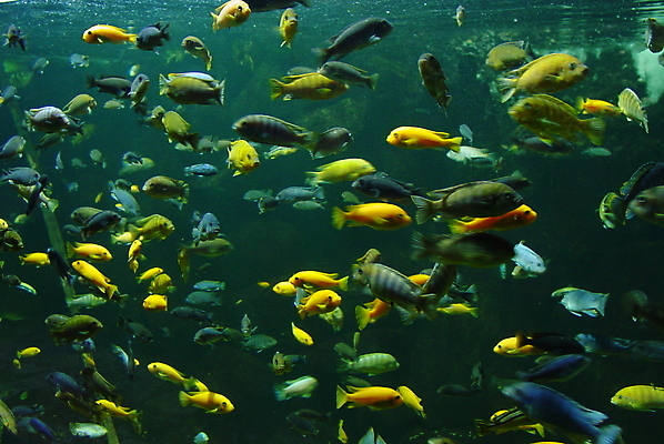 포토 JPG 해외이미지 바다 휴가 어류 사람없음 초록색 물 파란색 노란색 수중 스페인 수족관 해외포토 자연요소 유럽 컬러 수중동물 파일형식 이미지허브