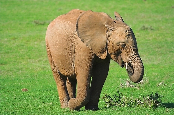 포토 JPG 해외이미지 식물 동물 야생동물 여행 신체 포유류 아프리카 청소년 자연 초식동물 코끼리 사람없음 청춘 머리 아기 위험 큼 먹이 사파리 꼬리 귀 5 상아 멸종 동물상 몬스터 수유 원정 해외포토 나라 컨셉 사람 신체부위 조형물 숫자 크기 생태계 파일형식 이미지허브