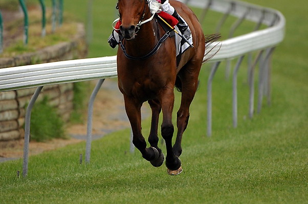 포토 JPG 해외이미지 동물 스포츠 포즈 사람없음 힘 경쟁 레이싱 위험 해외포토 컨셉 시합 파일형식 이미지허브