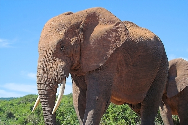 포토 JPG 해외이미지 식물 동물 남자 야생동물 여행 신체 포유류 아프리카 자연 초식동물 코끼리 사람없음 머리 힘 황무지 위험 큼 사파리 황소 꼬리 귀 부드러움 5 상아 멸종 거인 동물상 몬스터 원정 해외포토 나라 컨셉 사람 신체부위 조형물 숫자 감각 소 크기 생태계 파일형식 이미지허브